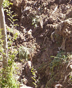 Rata sorprendida en una riera