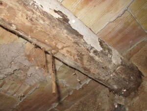 Canales de termitas subterráneas colgando de una viga de madera