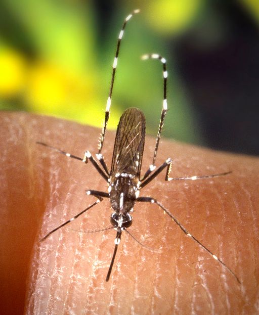 512px-CDC-Gathany-Aedes-albopictus-2