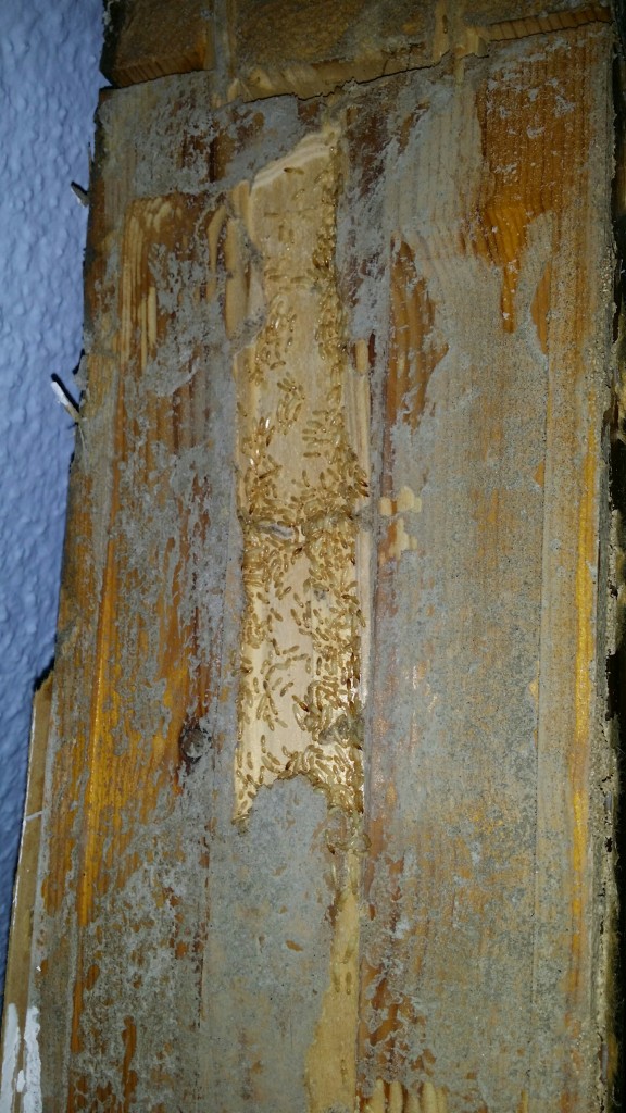 marco de madera con termitas