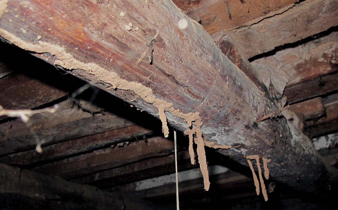 Termitas subterráneas construyen conductos de ventilación