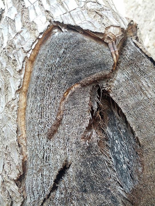 Details 48 las termitas atacan árboles vivos
