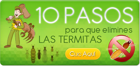 10 pasos para eliminar termitas