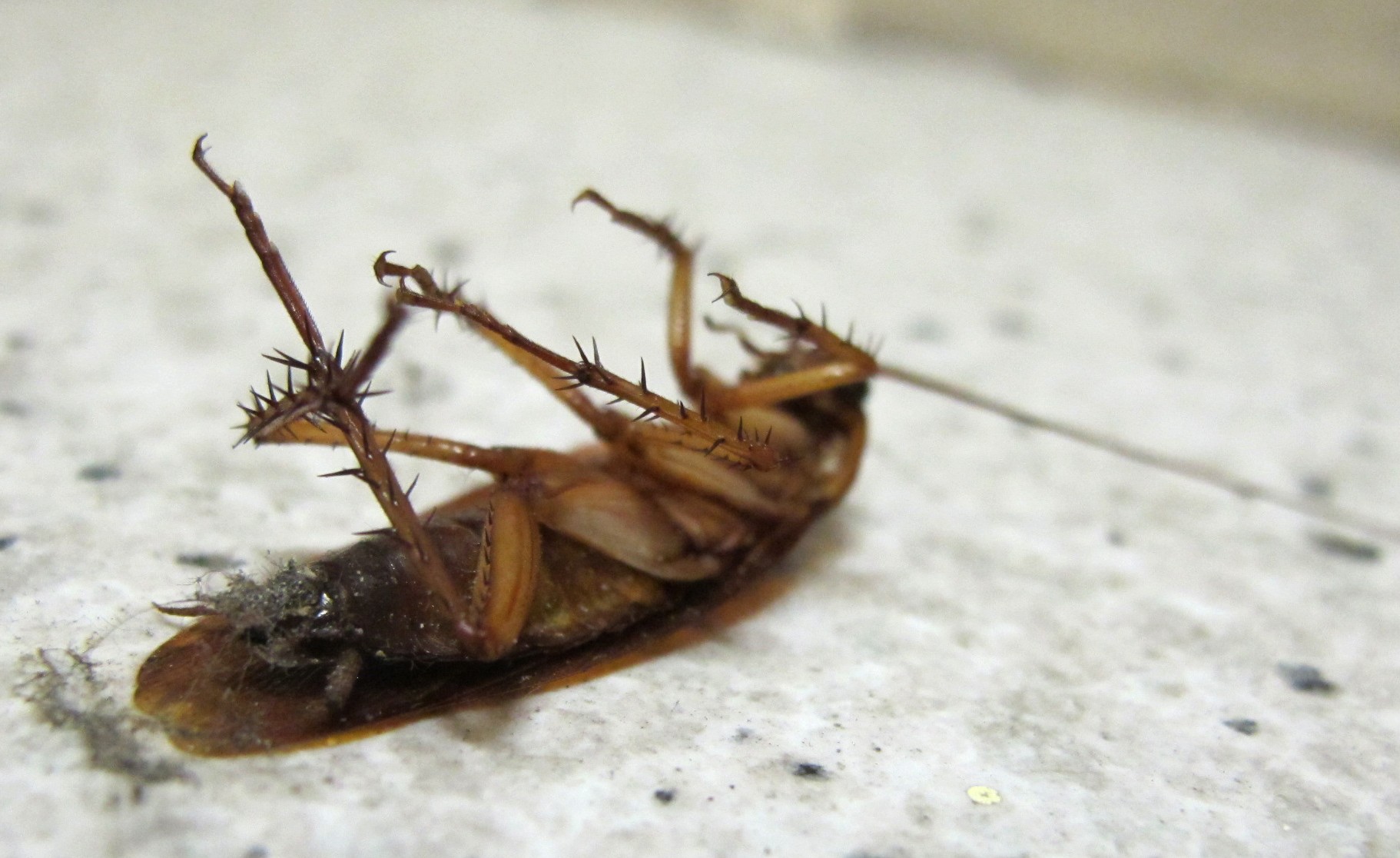 Cucaracha reina cloaca